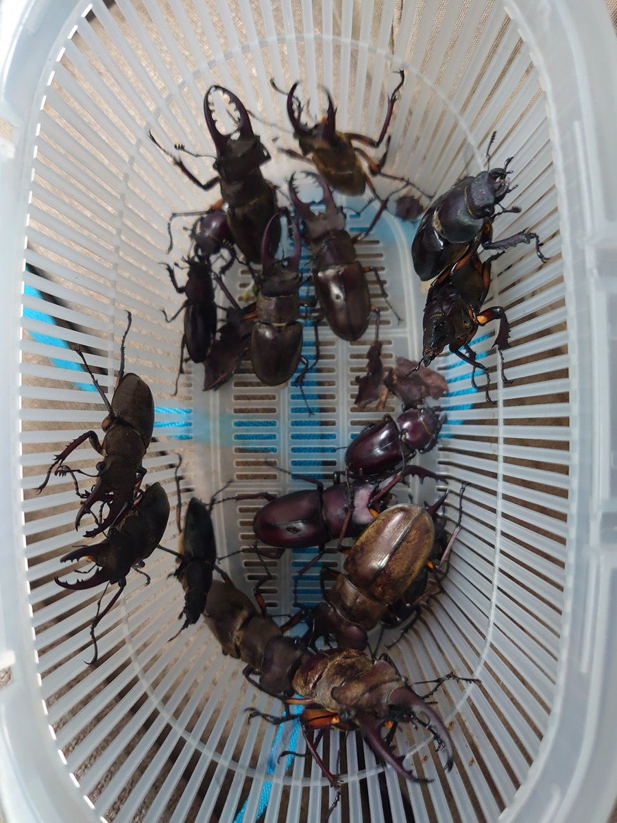 AmuleArcana's tweet photo. 千葉県、まだまだミヤマ真っ盛り❗️
最大個体６９．７〜７０．１ｍｍありました。

#クワガタ採集 #ミヤマクワガタ https://t.co/2bvkM690Dv