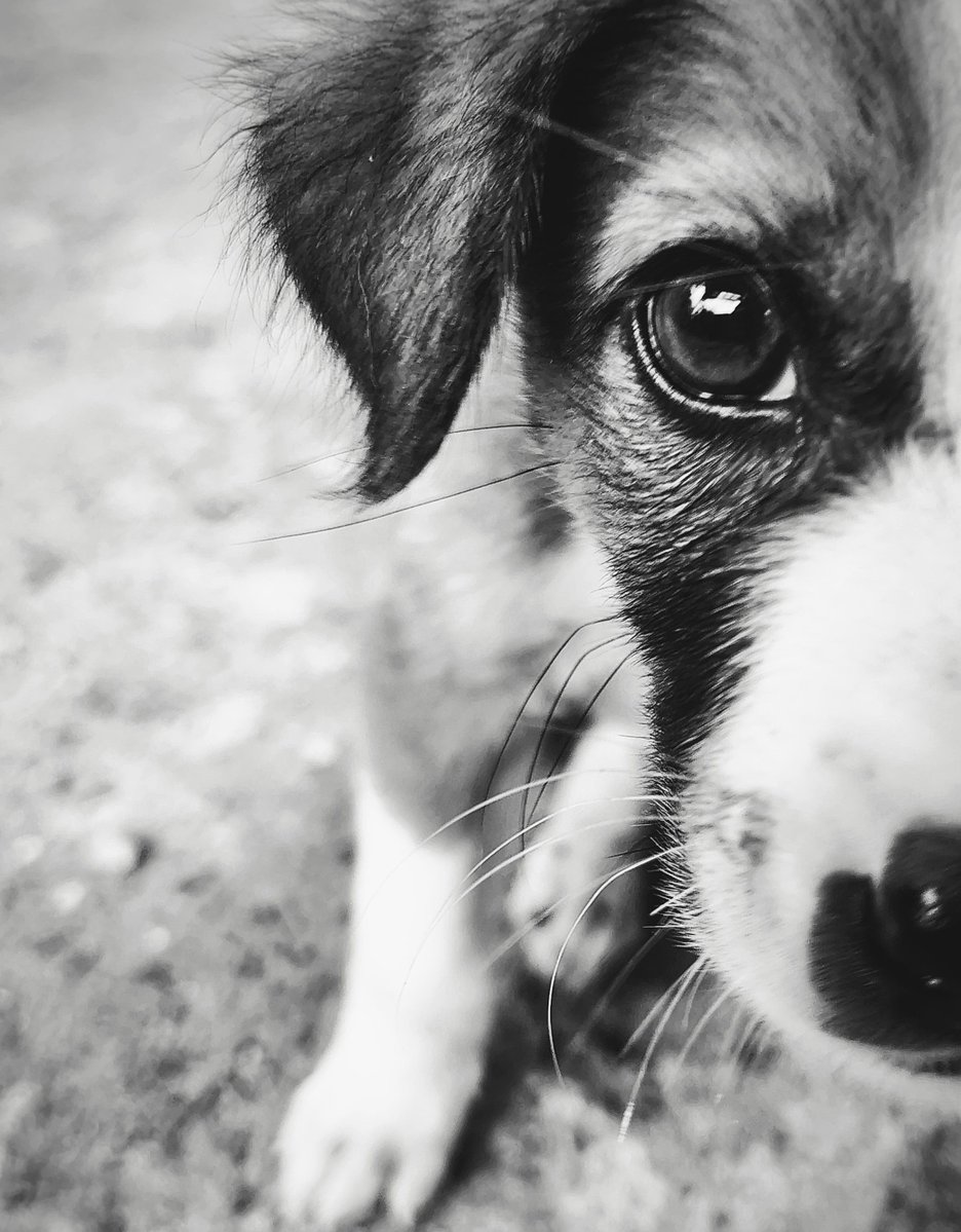 bertctsgdmrqv's tweet photo. Just hanging out with this sweet pup. His eyes are so expressive, makes me smile. https://t.co/1Elq0M21S5