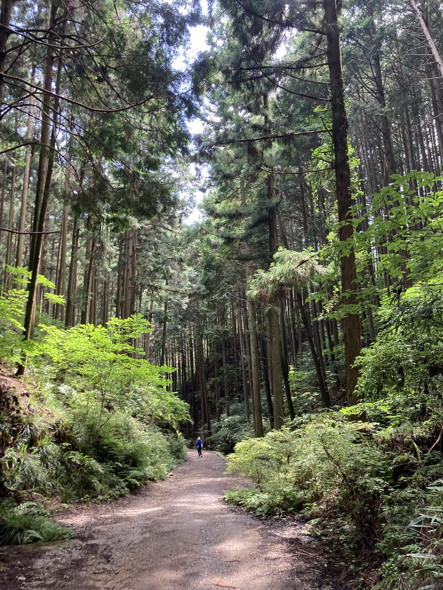 climbamountain8's tweet photo. 山の中は本当に涼しくて、お家でエアコンをつけているよりも涼しいくらいで、少し肌寒く感じるほどでした🍃

空気も本当にきれいで、山に入った瞬間、鼻の中まで浄化されたような気分になりました😊🌳 https://t.co/eLH0UCXGS7