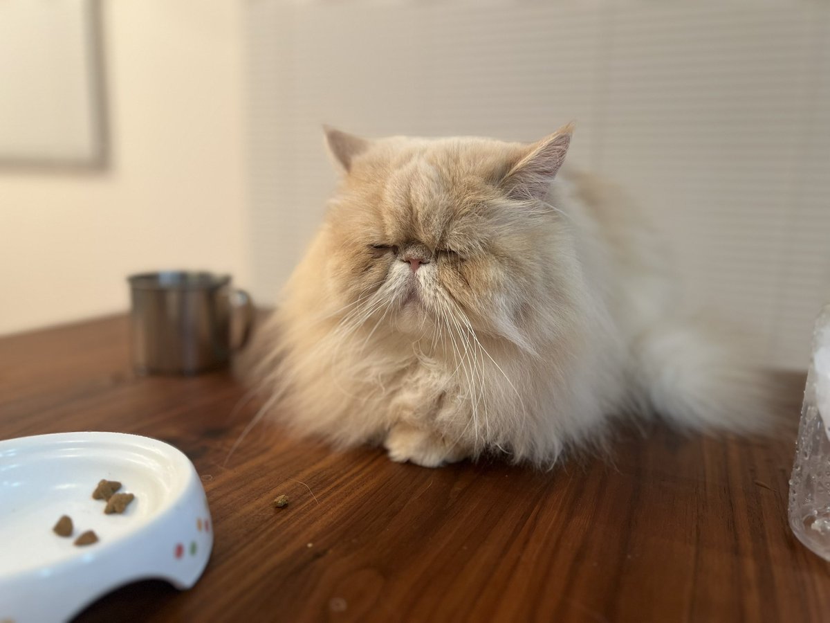 cat_unichan's tweet photo. ｽﾝｯ……… https://t.co/xwk5MFqOd3