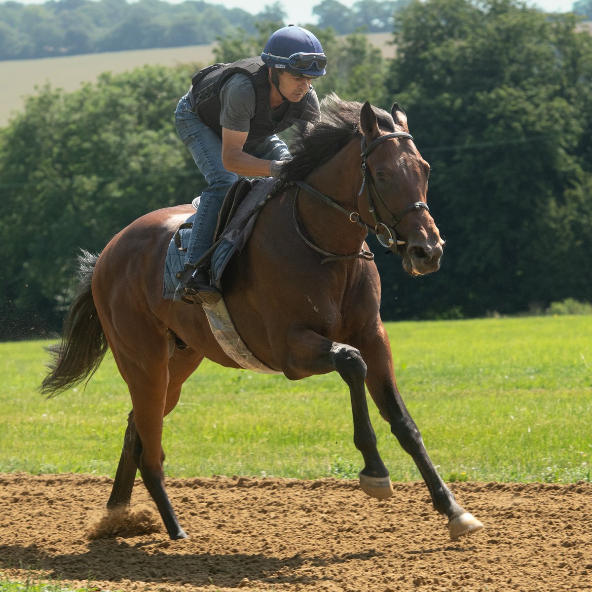 whatcomberacing's tweet photo. Rupert The Brave (Phoenix Of Spain ex Marjubilation) makes his racecourse debut at Goodwood in the British Stallion Studs EBF Maiden Stakes (4.45 p.m.). Jockey Tom Marquand rides him in this 7-furlong contest. https://t.co/O4F5VzkVlZ