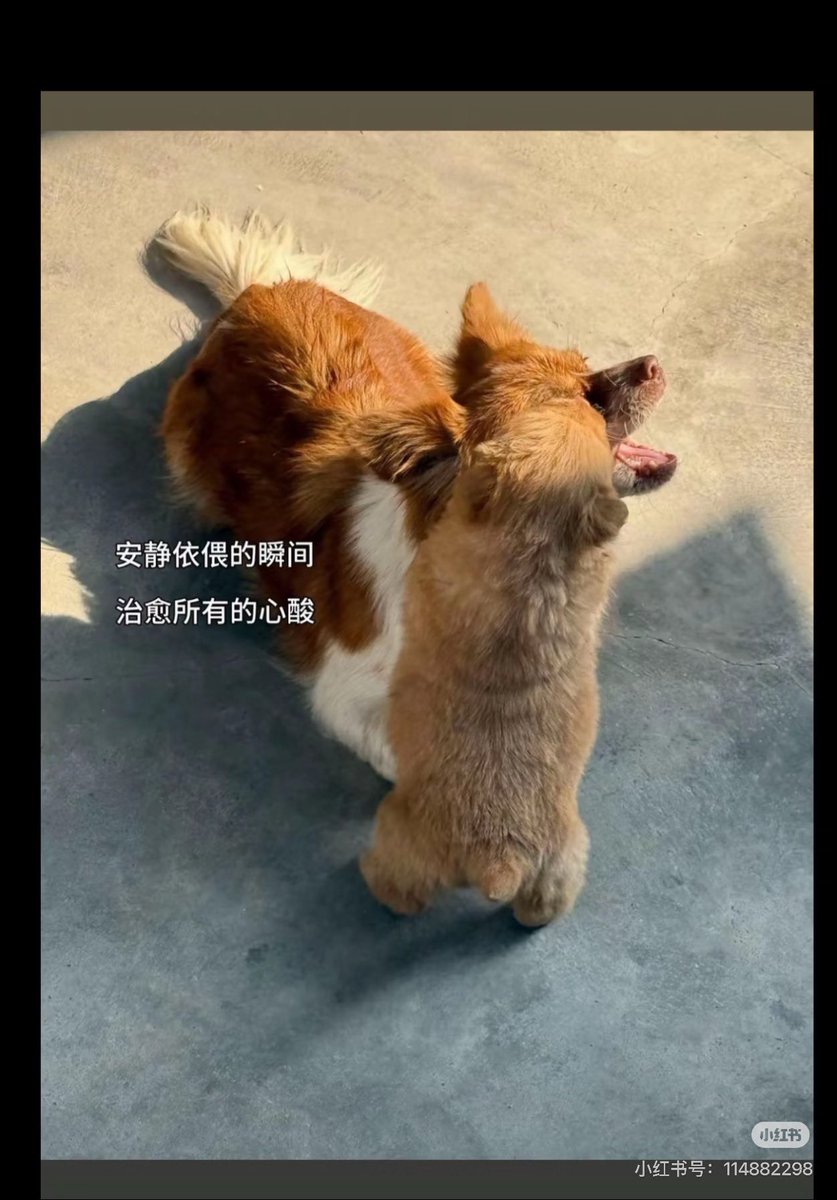 UJF_UNAFOO's tweet photo. #旺旺 が最期の時まで我が子を慈しみ
守り抜こうとしたことを
『ただの野性的な母性本能に過ぎない』と
あざ笑う鬼畜がいるかもしれないが
本能によって生まれる情動こそが
何よりも強く純粋なのだと言いたい
理屈じゃない
本能の中でも、特に母性本能は強く純粋なんだ https://t.co/rxomRhVLaM