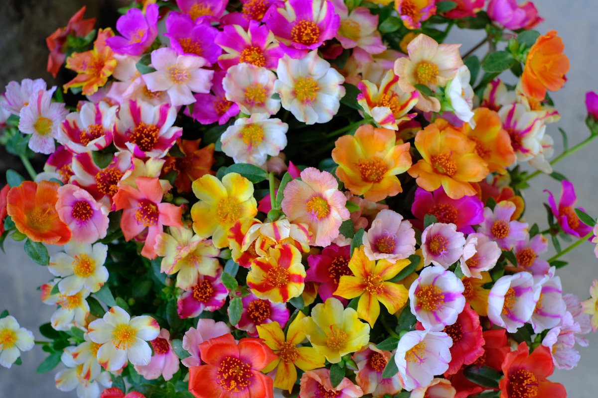 Yung_punyisa's tweet photo. วันไหนมีคำสั่งซื้อ แบบนัดรับ วันนั้นจะมีดอกไม้สวยๆ แบบนี้ให้ถ่ายรูปเล่น
ที่ตัดส่งทุกๆ วันก็สวยแบบนี้แหละ เพียงแต่ไม่ได้รอให้บานสวยก่อนเพราะต้องเอาไปแผ่ขยายผึ่งลมให้แห้งเพื่อแพคลงกล่อง 

#ดอกคุณนายตื่นสาย #คุณนายตื่นสาย #สวนดอกไม้ร้อยสีบ้านพี่ยุ่ง #บ้านสวนไม้หัวดอกสวย #พี่ยุ่ง https://t.co/dz1zfn5ryD