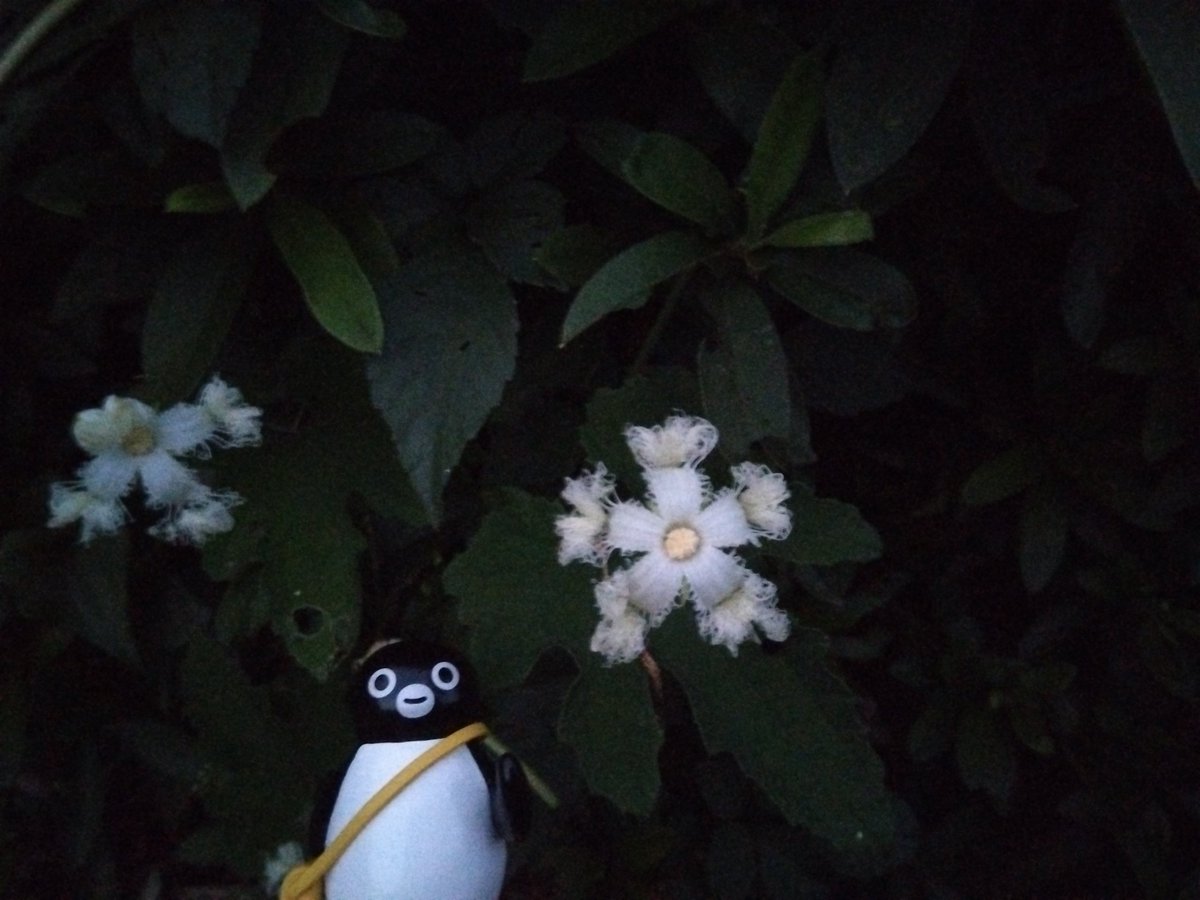 kiri0621's tweet photo. ダッシュペンさんと夕涼み
ペン散歩🐧🚶
烏瓜の花が、夜に向けて咲いていたペンね https://t.co/0rg6X8SYO6