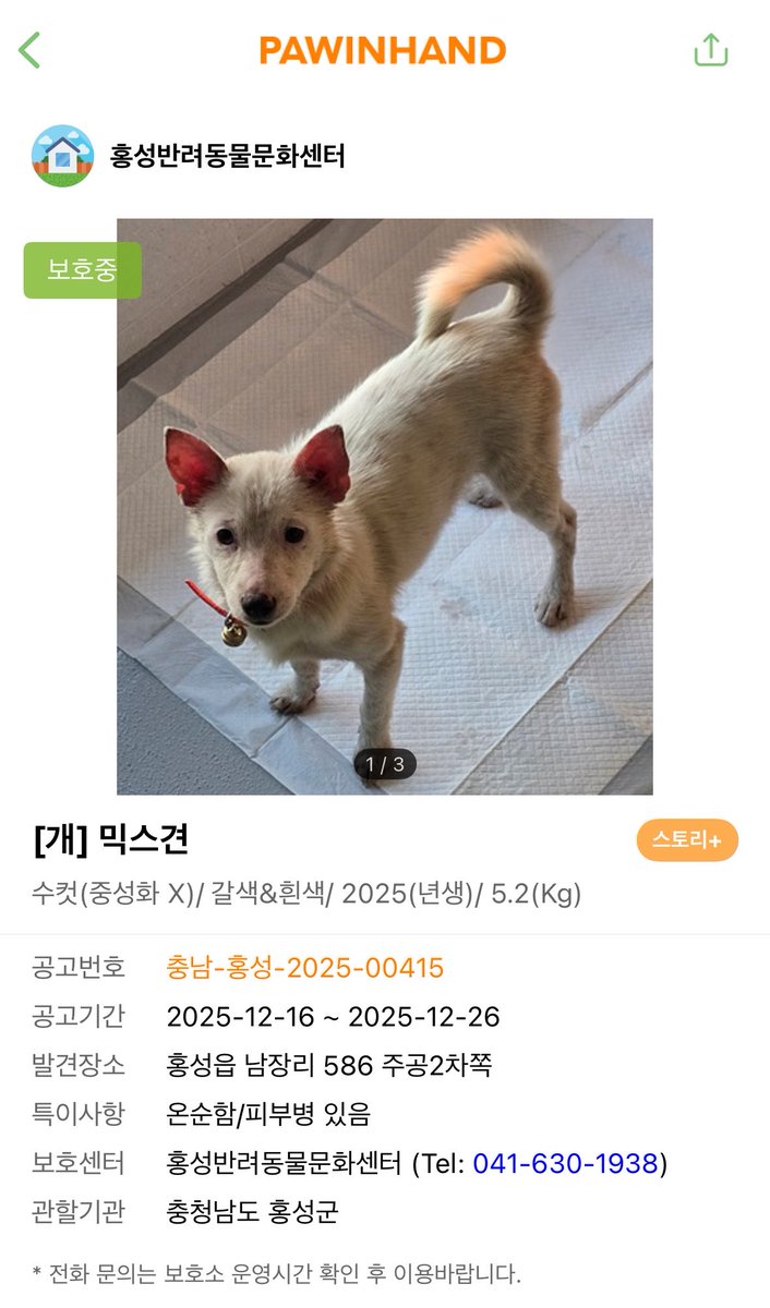 findmypaw's tweet photo. 피부병 극복 완료, 약 8개월째 보호소에서 가족을 찾고 있는 해달이
사람 너무너무 좋아, 완전 온순 차카니 해달 그자체 강아지
이렇게 귀여운 아이가 아직도 가족 없는거 말이 안 돼요. 여러번 올렸지만 문의가 0건이네요

신중한 입양 문의 부탁합니다.
홍성보호소 041-630-1938 https://t.co/7f7luU47AH