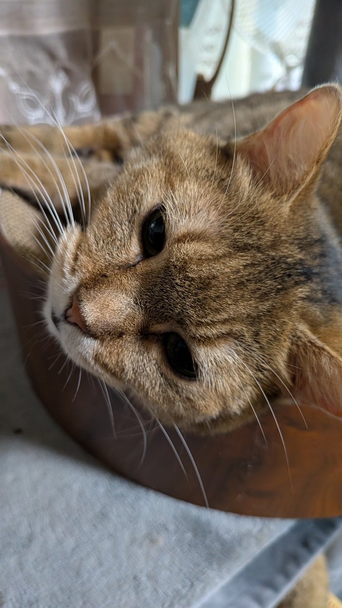 NoPlanRider_Syo's tweet photo. あー、この時間でも暑いにゃ～🐱 https://t.co/ktRvp1kOcq