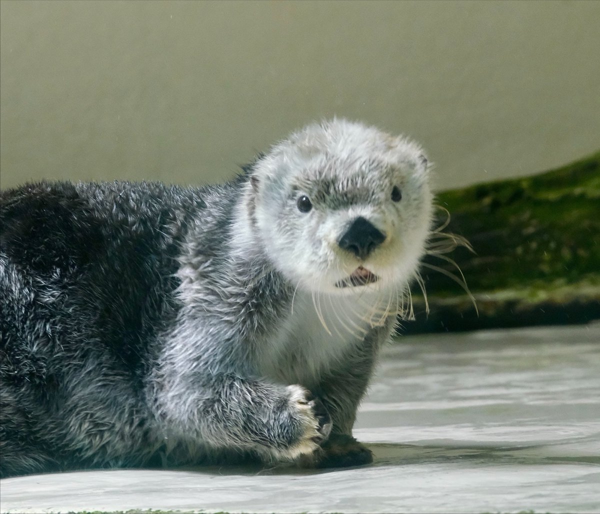 mimic_5656's tweet photo. ほえ…？　なキラちゃん🤭💓

#キラちゃん #ラッコ #鳥羽水族館 https://t.co/NDzsN8a9cV