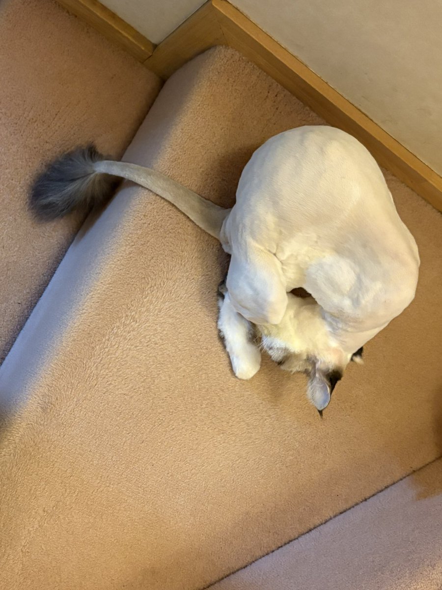 haraguronaiden's tweet photo. 愛くるしかったラムちゃんが一変、
スフィンクスになりました！ https://t.co/1XE5gfsE9u