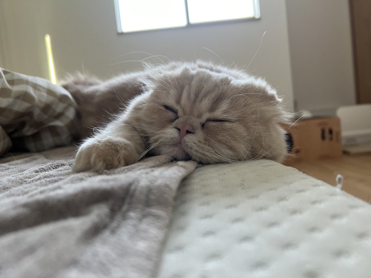 _riberka's tweet photo. 明日はネコフェスに行ってくるよん⸜(* ॑꒳ ॑*  )⸝ﾜｰｲ
楽しみすぎる🐈⸒⸒⸒⸒🩵 https://t.co/3sq3dm5orV