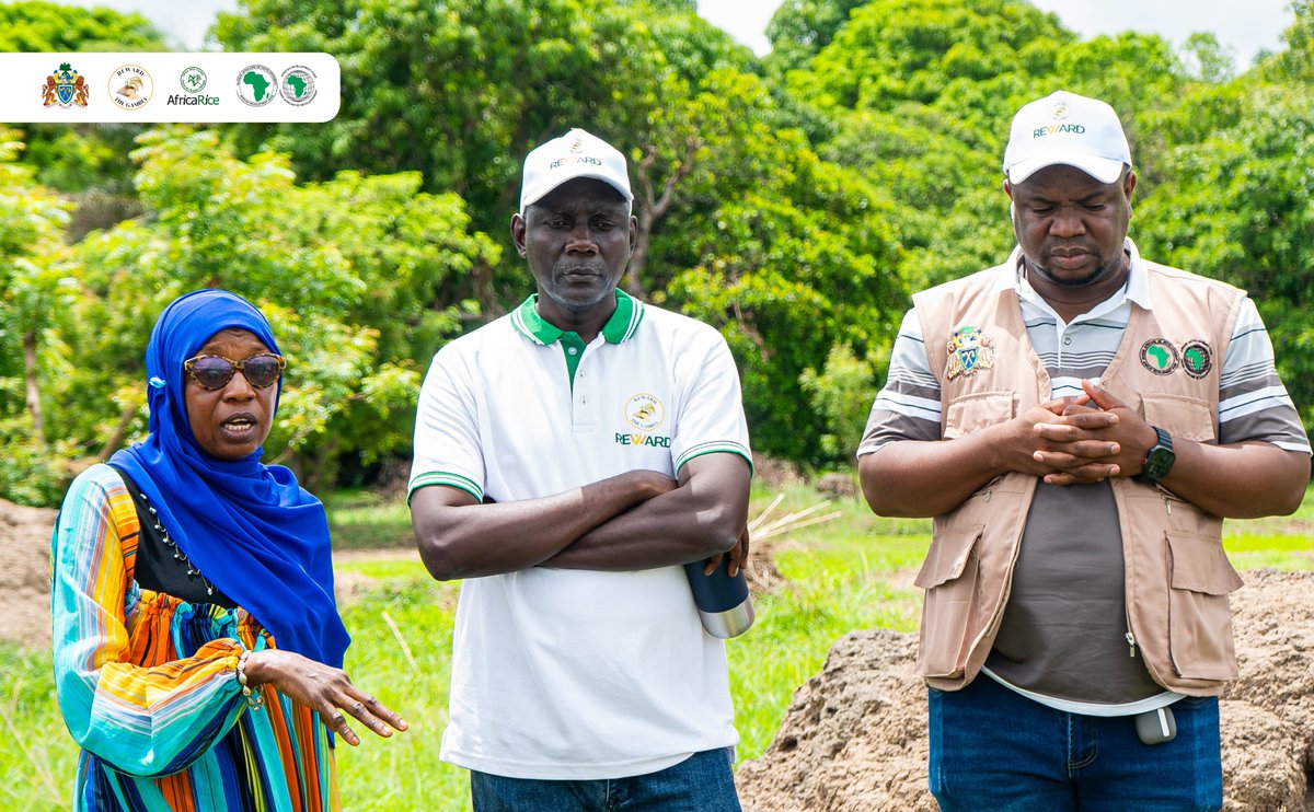 RewardGambia's tweet photo. 𝐃𝐀𝐘 𝟒: 𝐌𝐚𝐧𝐝𝐚𝐭𝐨𝐫𝐲 𝐒𝐢𝐭𝐞 𝐕𝐢𝐬𝐢𝐭𝐬
Prospective bidders continued mandatory site visits across Lot 5 in the North Bank &amp; Lower River Regions, inspecting proposed rainfed &amp; climate smart irrigation schemes to assess site conditions &amp; prepare technically sound bids. https://t.co/HD0prhVhLD