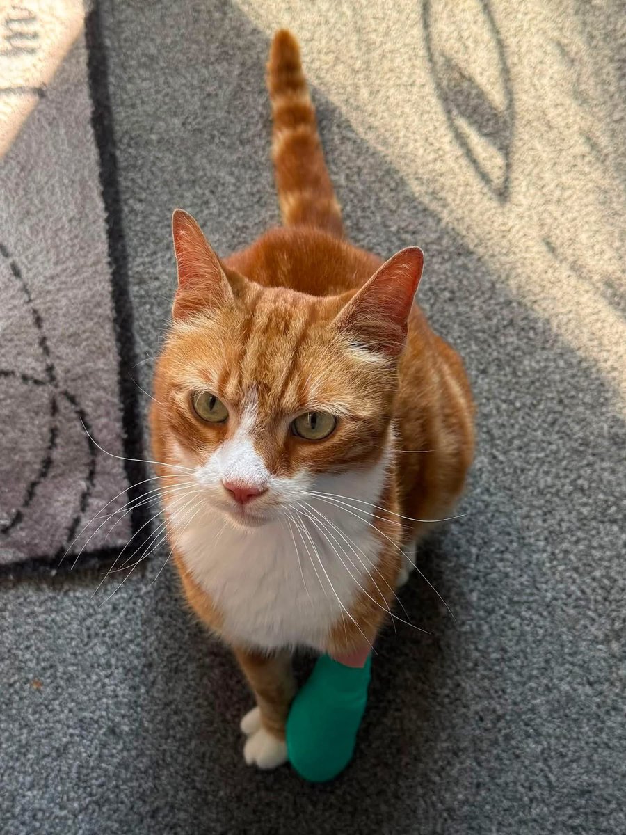 ScribblerJB's tweet photo. Missing near Grandes Rocques. Easy to spot with bandage. (Not mine - Copied from FB Gsy cat community page) #CHOG https://t.co/BbYjUN3ro1