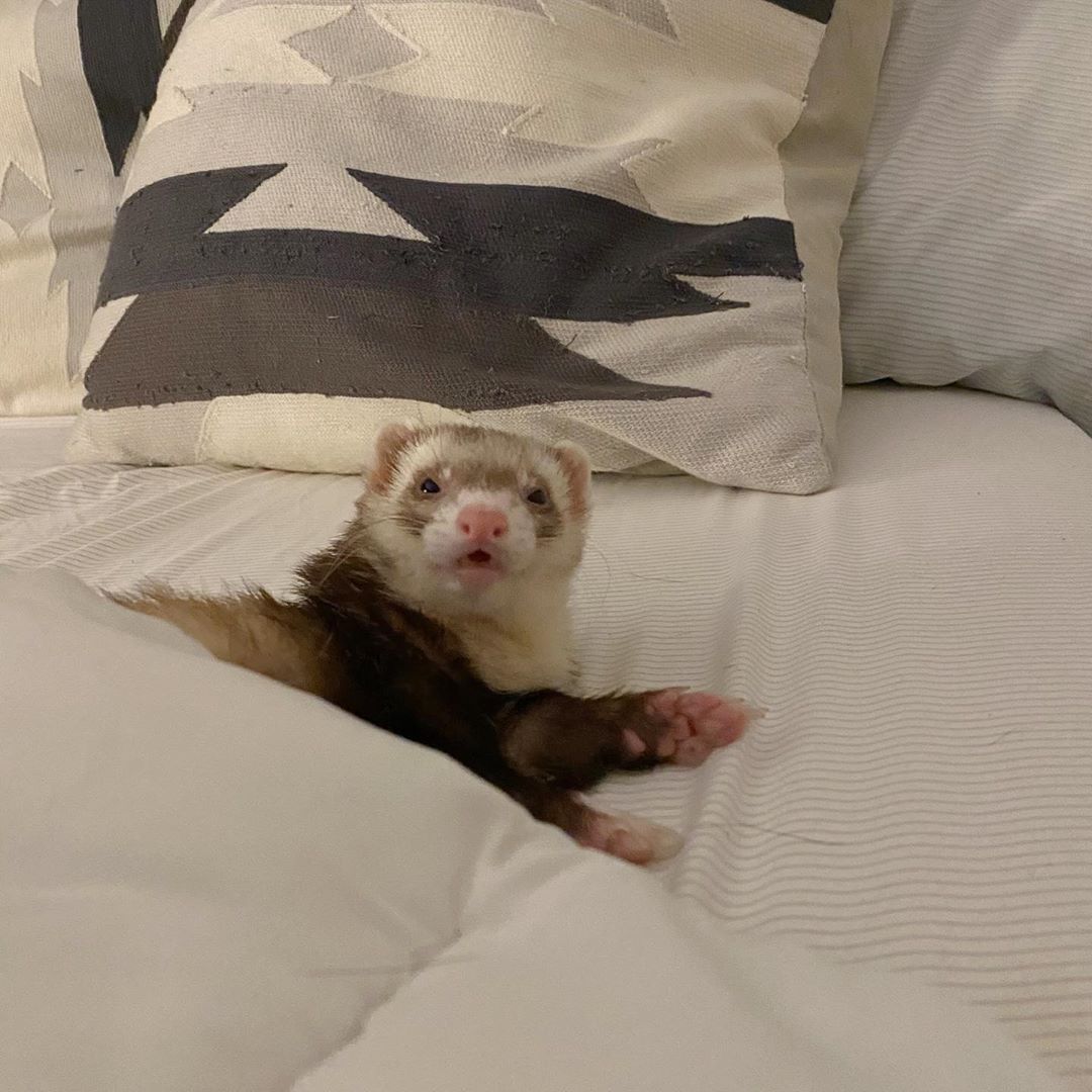 FerretPerHour's tweet photo. https://t.co/AOIlt7j5V0