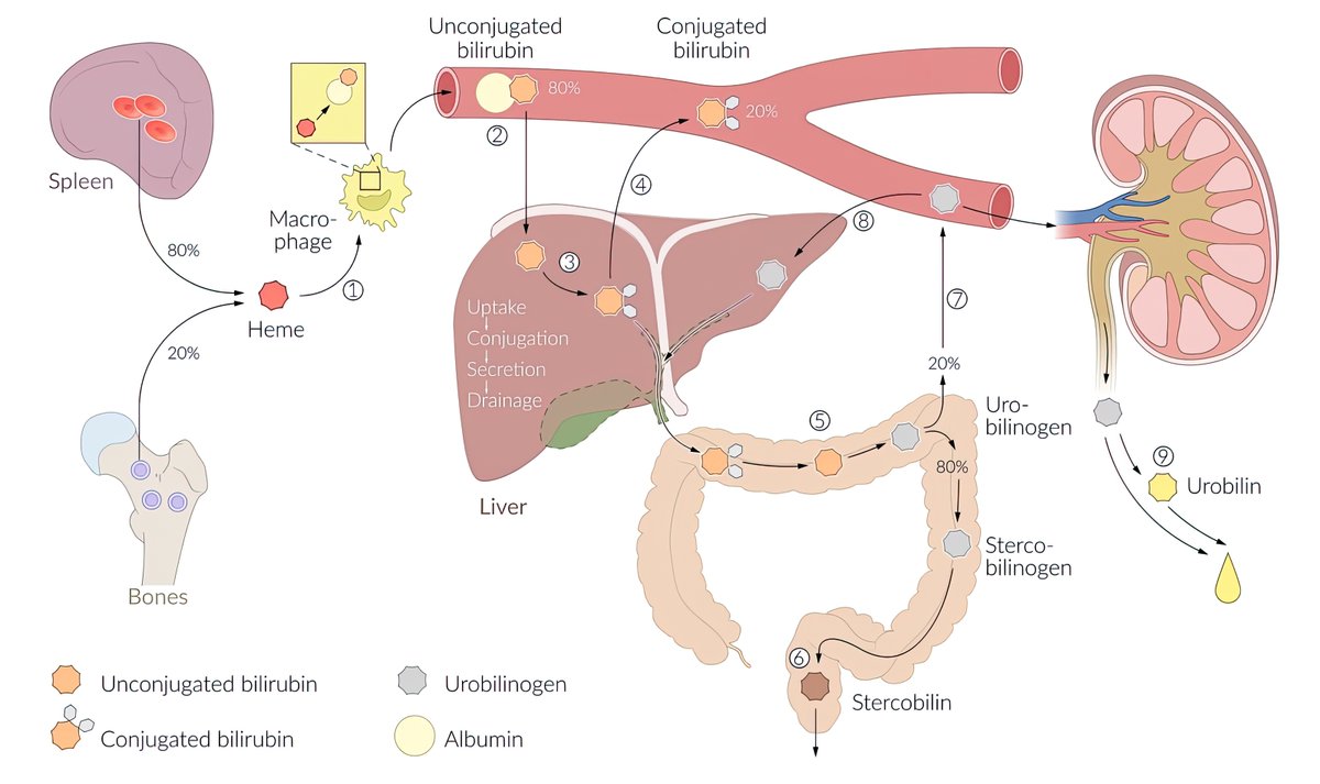 EndoCollab™ | GI Endoscopy Community tweet media