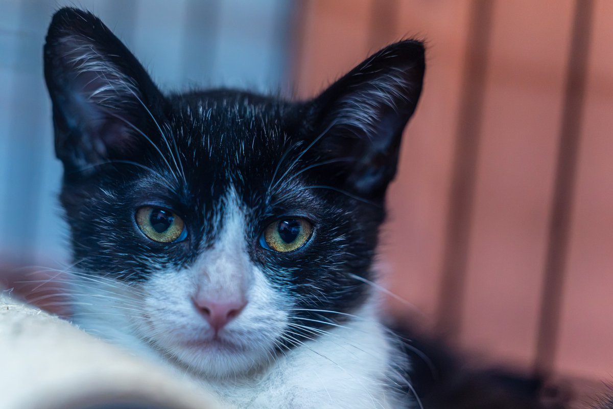 fredstrobel1's tweet photo. Happy #caturday from Tokyo Drift @PawsAtlanta . #adoptdontshop #seenequalssaved #heartsspeak #artisthelpingartist #eosr5markii #rescue #rescuecat #cat #catsofinstagram #catsofatlanta #catsofatl #atlanta #atl #pawsatlanta https://t.co/VmX5oqhUWW