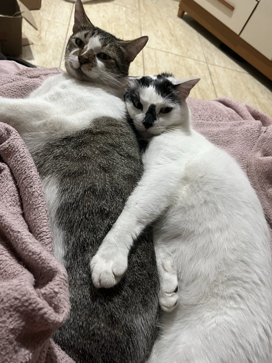 catprincess199's tweet photo. @AbrigoMeimei Os meus não tem nem cor definida. Preto com branco, cinza com branco kkkkkkkkkkk https://t.co/QpRpkUZ0Cr