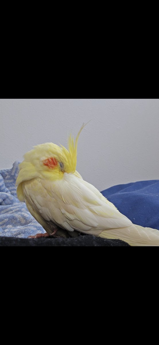 c4kC5W5ePIjSMwF's tweet photo. 母親の不注意で大和市草柳付近でオカメインコを逃がしてしまいました。
色はルチノーパールで羽が薄く黄色がかっています。
人馴れしていて肩や指に止まります。
何か些細な情報でもあれば連絡いただけると幸いです。
#オカメインコ #迷子 https://t.co/Bl2b0OkI2J