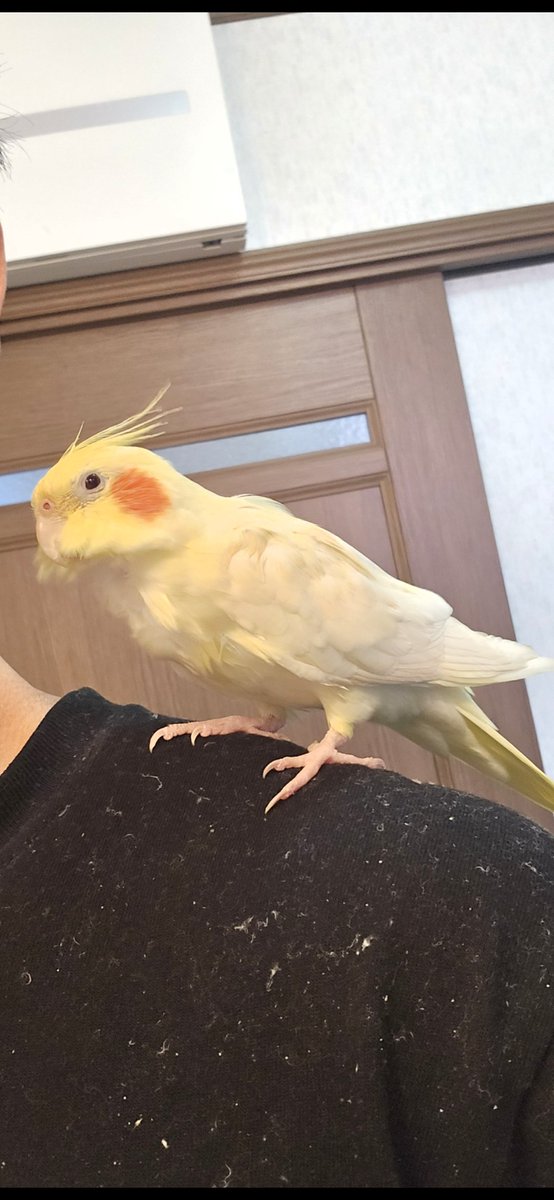 c4kC5W5ePIjSMwF's tweet photo. 母親の不注意で大和市草柳付近でオカメインコを逃がしてしまいました。
色はルチノーパールで羽が薄く黄色がかっています。
人馴れしていて肩や指に止まります。
何か些細な情報でもあれば連絡いただけると幸いです。
#オカメインコ #迷子 https://t.co/Bl2b0OkI2J