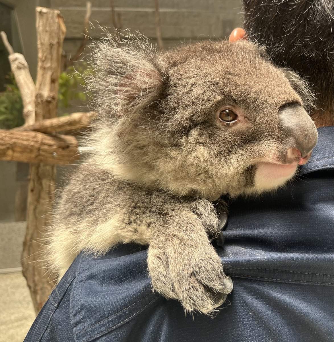 englandhill_zoo's tweet photo. この度はのぞみへたくさんの献花とお手紙をお届けいただきありがとうございました
8/2をもって献花台の設置は一旦終了し、お花とお手紙はバックヤードにて保管させていただきます
また、9月上旬頃にのぞみのお別れ会（仮）を行いたく調整しておりますので、詳細が決まり次第改めてお知らせいたします https://t.co/lrignM6G3v