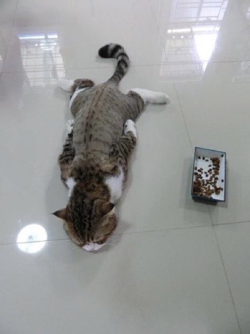 猫しか勝たん tweet media
