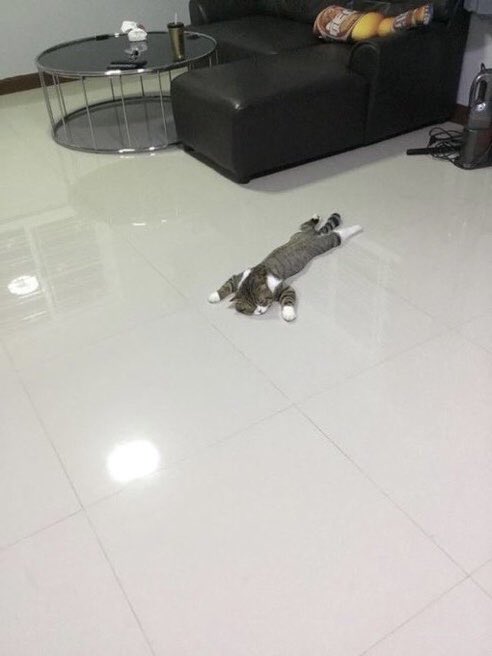 猫しか勝たん tweet media