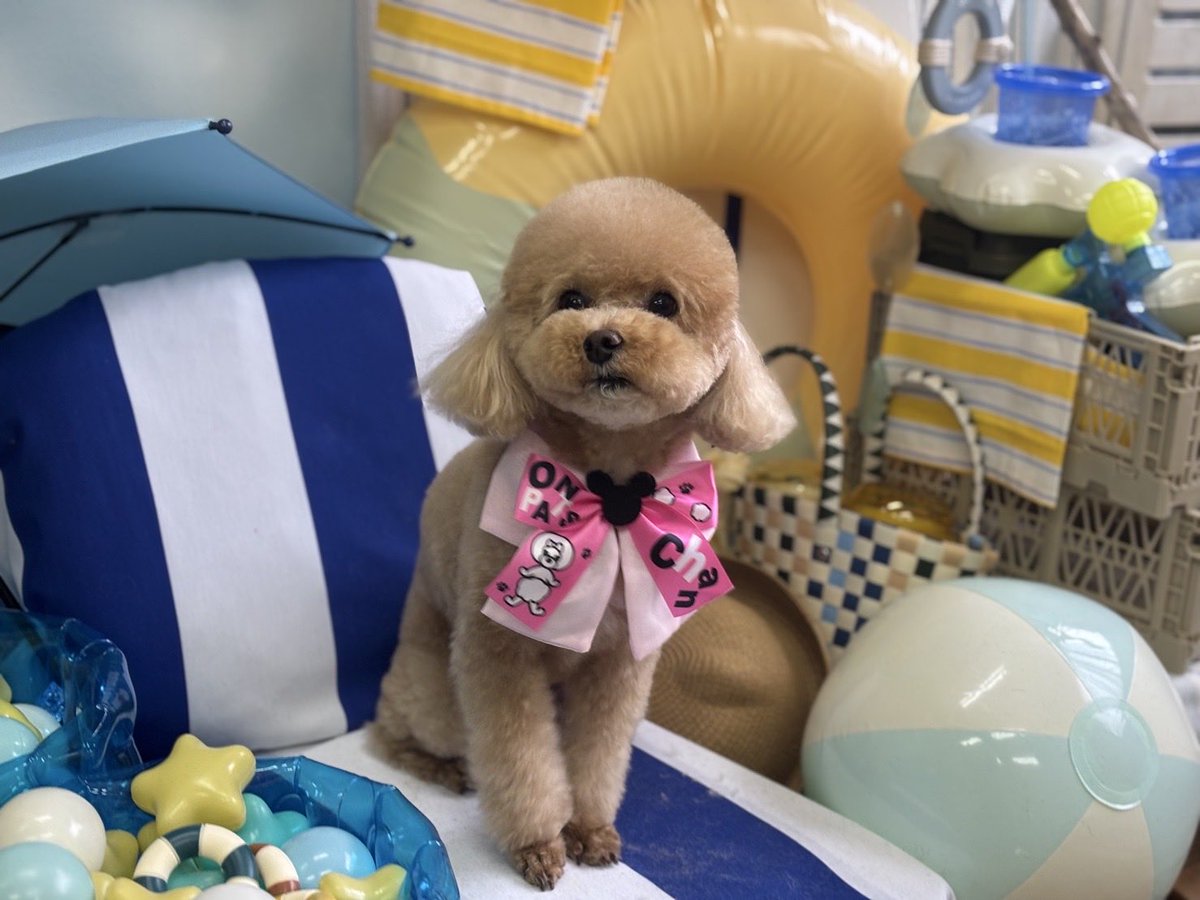 ぽんきちさん専用です 本日の🐶ガオォー🦁 月1サロン💇‍♀️お疲れさま