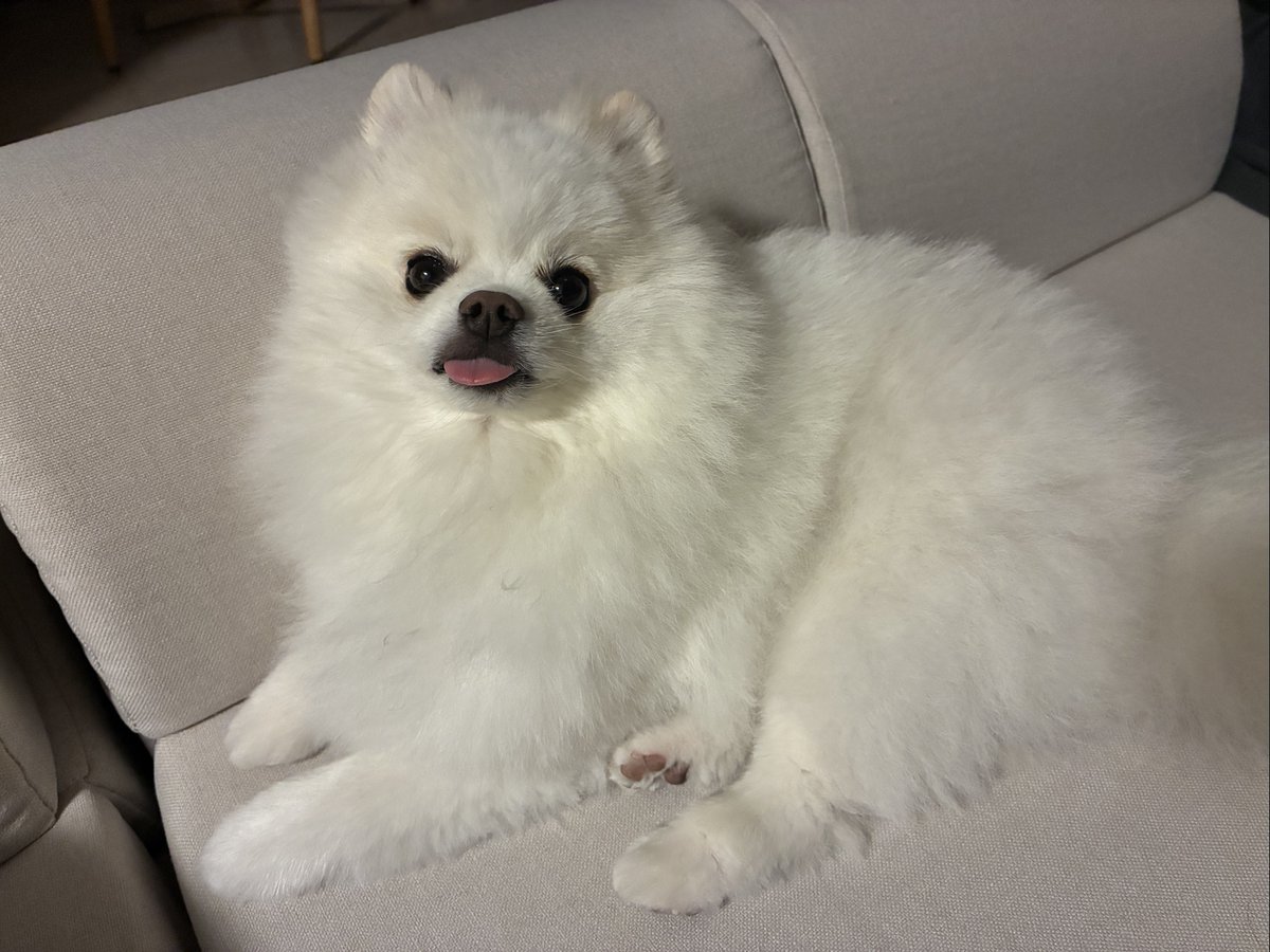 pome_tenkun's tweet photo. ねむねむべろちゃん https://t.co/LLZ4CpkyDz
