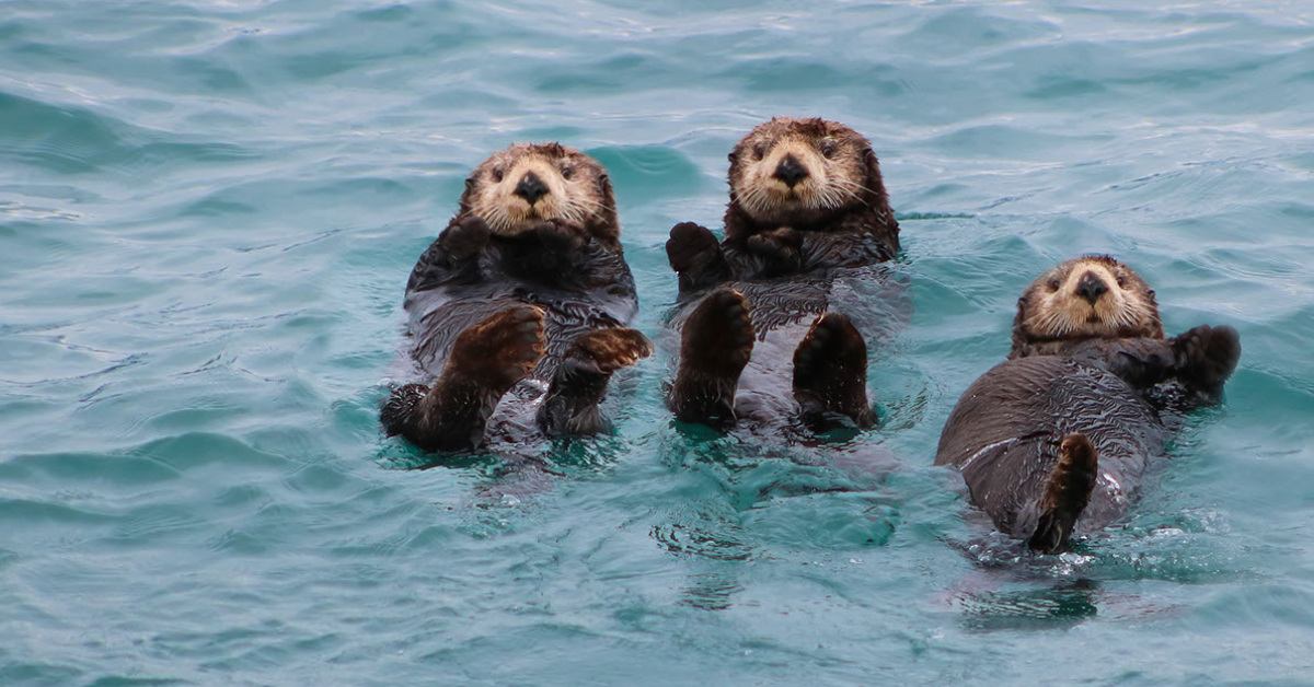 giveashitnature's tweet photo. The sea otter was once worth more dead than almost any other animal on the Pacific coast.

Its fur is some of the densest of any mammal, reaching roughly one million hairs per square inch in some areas. During the maritime fur trade, Russian, British, American, and Indigenous hunters working within colonial trade systems killed sea otters across much of their range.

By the early 1900s, a population once numbering in the hundreds of thousands across the North Pacific had been reduced to scattered remnants.

Along the California coast, one surviving group of roughly 50 animals was documented near Big Sur in the 1930s. Hunting protections allowed that remnant population to begin a slow recovery. Today, approximately 3,000 southern sea otters live along the central California coast.

And it turns out, those otters are worth way more alive than dead.

Sea urchins eat kelp. When urchin populations become extremely abundant and leave their hiding places to graze openly, they can strip a kelp forest down to bare rock, creating what ecologists call an urchin barren.

Kelp forests are among the most productive marine environments on Earth. They provide food, shelter, and nursery habitat for fish, invertebrates, marine mammals, and seabirds. They slow waves, influence coastal chemistry, and absorb carbon as they grow.

Sea otters interrupt the destruction.

Otters have extremely high metabolisms and may consume around a quarter of their body weight in food each day. Their diets vary by location and individual, but many eat sea urchins along with crabs, clams, snails, mussels, and other invertebrates.

Where otters prey heavily on urchins, they can prevent them from becoming abundant and fearless enough to mow down entire kelp forests. The effect can ripple through the ecosystem, increasing the habitat available to scores of other species.

This is why sea otters are called a keystone species.

California's kelp forests are still under pressure. Marine heat waves, disease, expanding urchin barrens, and the otters' limited geographic range have left large areas without enough predation to restore balance.

Three thousand otters are doing real ecological work, but there aren't enough of them, in enough places, to do all of it.
