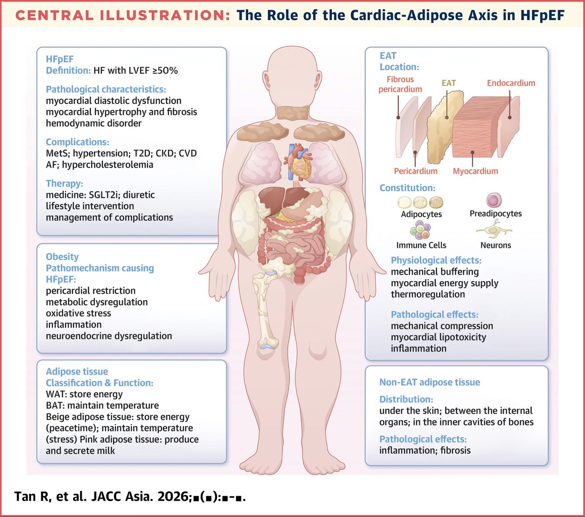 drbennisahmed's tweet photo. Cardiac-Adipose Axis in Heart Failure With Preserved Ejection Fraction: Mechanisms and Therapeutics

EAT thickness shows great potential as a diagnostic marker.

Combining WHtR with NT-proBNP serves as an early screening indicator of HFpEF.
@JACCJournals 
https://t.co/4ucQHyXeX3 https://t.co/V3k8X9MQhB