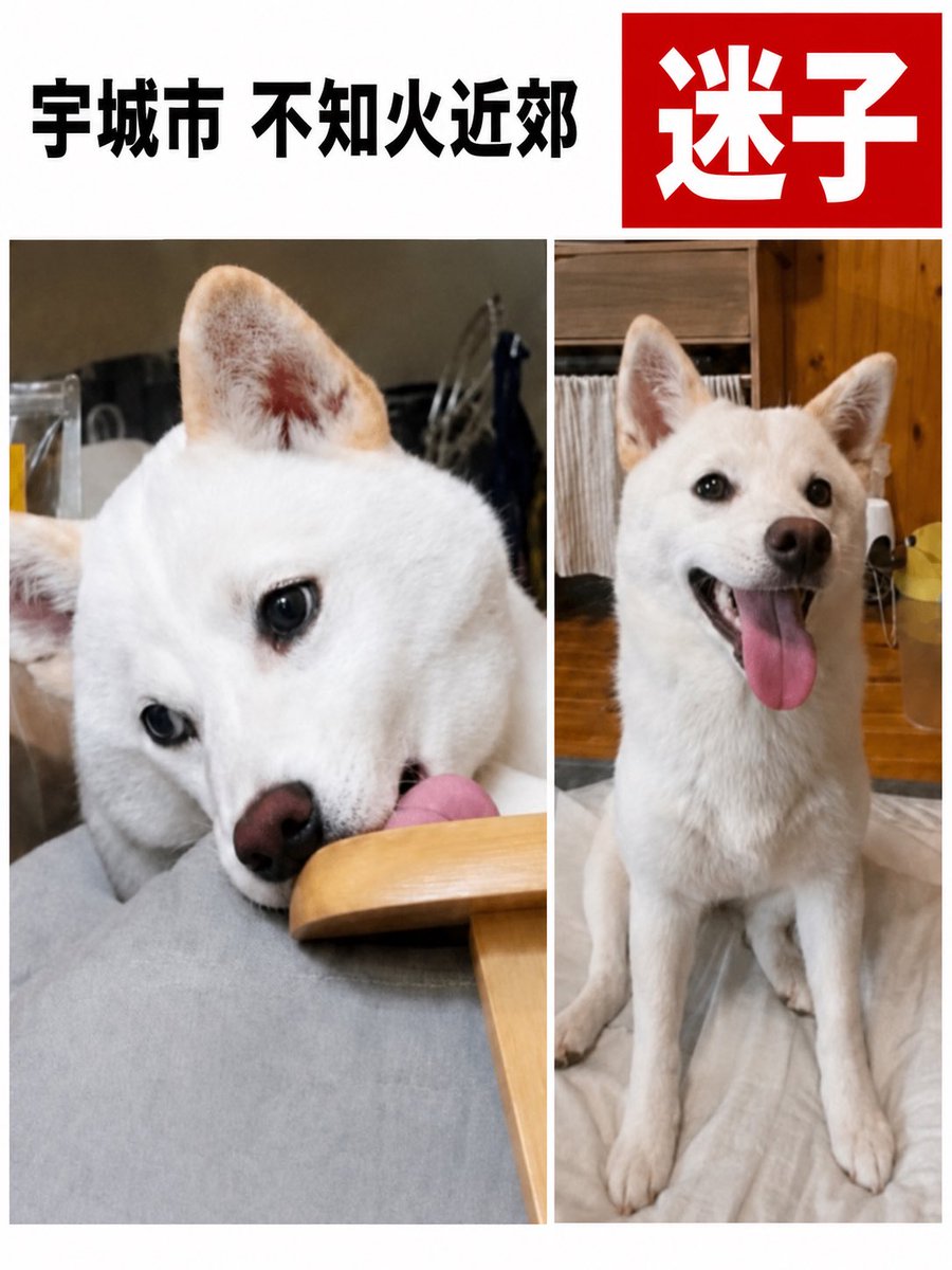 maigo_pet00's tweet photo. 【迷子犬を探しています】

宇城市・不知火近郊で、白い犬の「ハクちゃん」が行方不明になっています。

地震の際に玄関が開き、外へ逃げ出してしまったとのことです。

名前：ハク
性別：メス
年齢：1歳未満
体重：約7kg
体長：約50cm
毛色：白
首輪：なし
マイクロチップ：あり

見かけても無理に追いかけず、場所・時間・進んだ方向・写真や動画など、どんな小さな情報でもご連絡ください。

保護してくださっている方や、似た犬を見かけた方からの情報もお待ちしています。