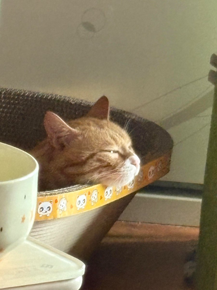 nocontextscats's tweet photo. 😴 https://t.co/4QyPf8UgEQ