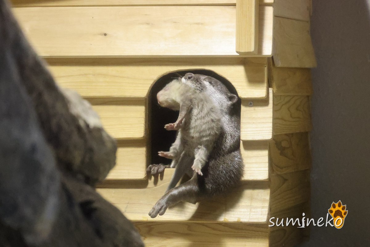 sumineko_L's tweet photo. 展示場内に巣箱と、巣小屋になっている切り株で２つの拠点があり、何度かベビウソの移動が見られました。 #宮島水族館 #コツメカワウソ #つイタチだしイタチの画像上げていこうぜ https://t.co/pLhoyFEtAV