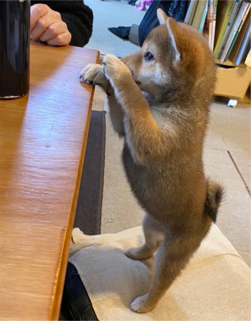 柴犬おとちゃん🐕6歳 tweet media