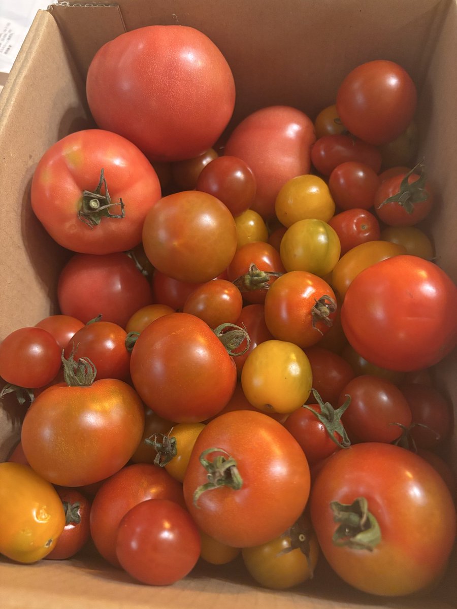 anocado's tweet photo. 8月突入🍉🌻
夏休みのせいか、いつもより早めにお席埋まっております🍽️
ご予約はお早めに🥘
https://t.co/imcbw9eeH6 https://t.co/BN5lytkjNs