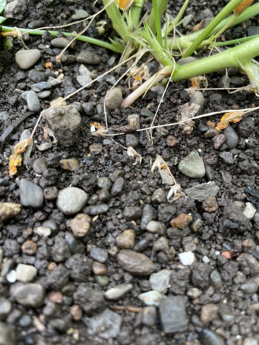 Aruta_N's tweet photo. 近況としては、落花生の子房柄が伸びてきました　猛暑に負けて葉っぱはへにゃへにゃだが気合でひとつがんばってもらいたい https://t.co/M4g8M8lirb