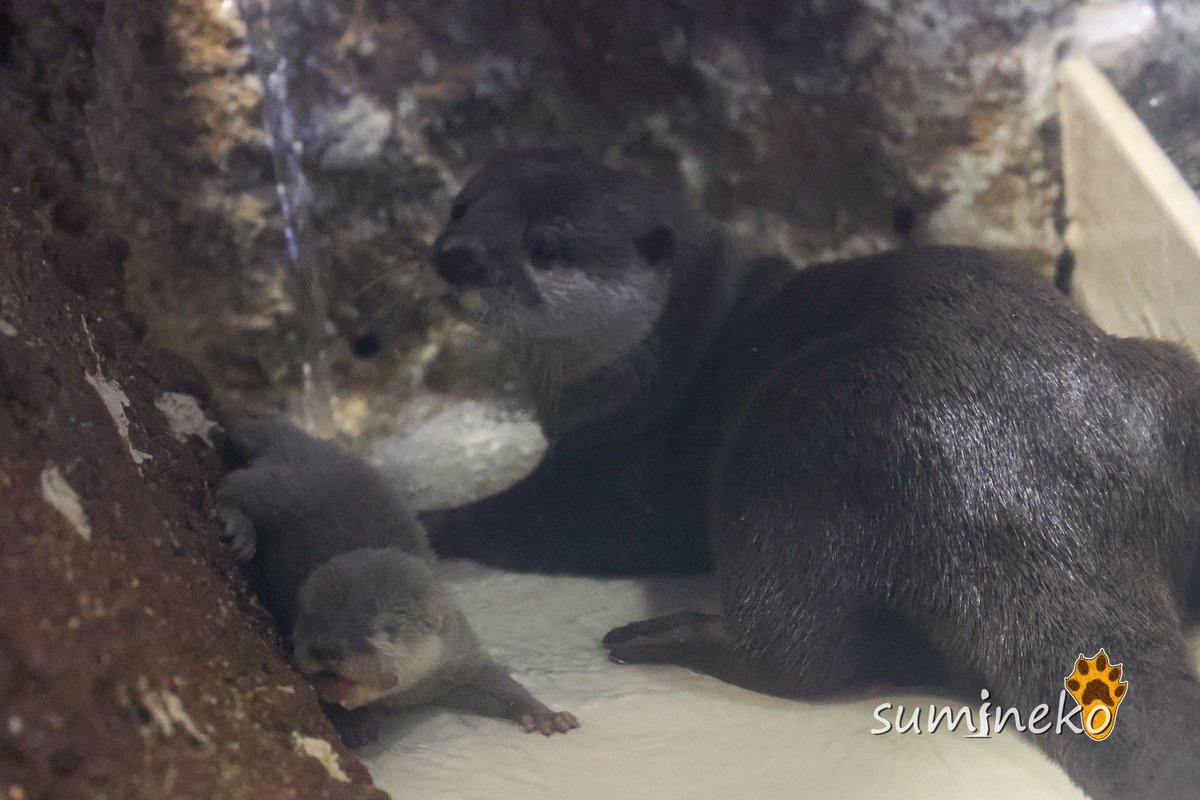 sumineko_L's tweet photo. 展示場内に巣箱と、巣小屋になっている切り株で２つの拠点があり、何度かベビウソの移動が見られました。 #宮島水族館 #コツメカワウソ #つイタチだしイタチの画像上げていこうぜ https://t.co/pLhoyFEtAV