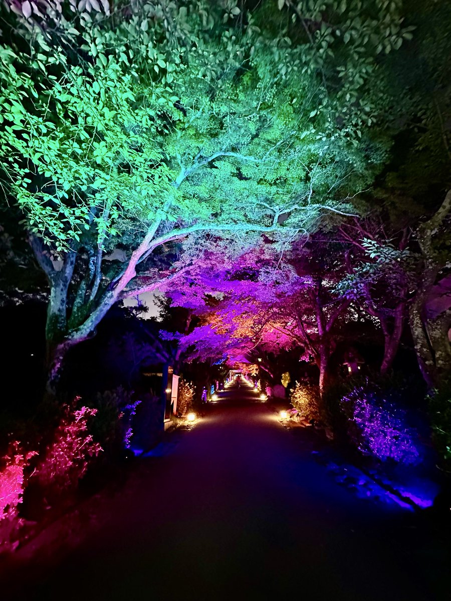 choco5022856570's tweet photo. 風鈴🎐とライトアップ✨✨

夜だけど暑い🥵

#西教寺 https://t.co/T6s4h76pNr