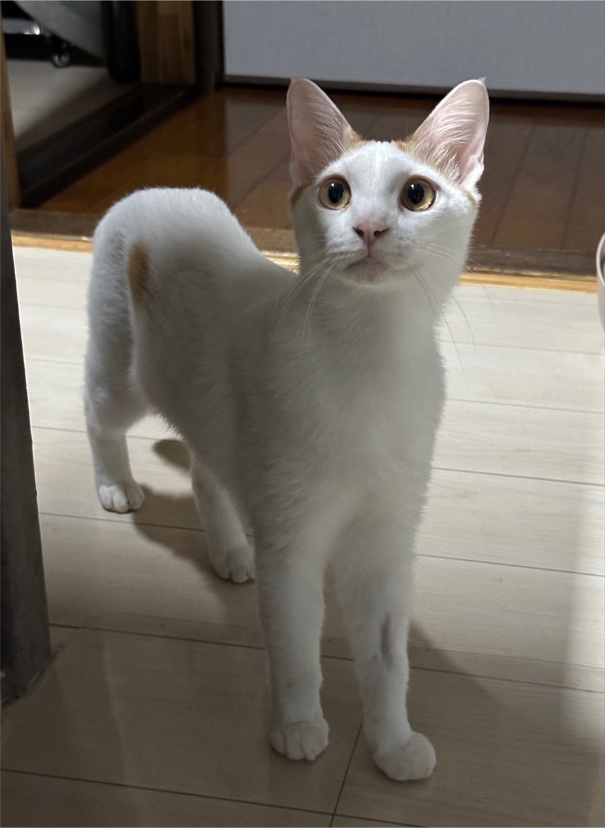 morukiti1718's tweet photo. 今日もお疲れ様でした
＃猫好きさんと繫がりたい #ねこ https://t.co/A0QD2r2bmm