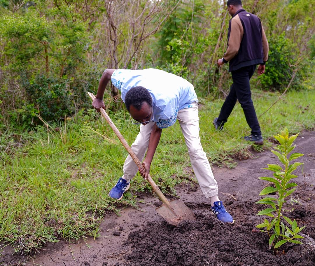 BerhanuTsegaye's tweet photo. ክቡር የውጭ ጉዳይ ሚኒስትርን፣ የጎረቤት አገራት አምባሳደሮችን፣ ሁሉንም የመ /ቤታችንና ተጠሪ ተቋማት የሥራ ኃላፊዎችንና ባልደረቦችን ያሳተፈ ስኬታማ የችግኝ ተከላ መርሃ-ግብር ዛሬ ሀምሌ 25 ቀን 2018 ዓ.ም በቢሾፍቱ አካሂደናል። የዘንድሮውን የችግኝ ተከላ መርሃ-ግብር ልዩ የሚያደርገው ሙሉ በሙሉ ፍራፍሬዎችና ምግብ ነክ የሆኑ ችግኞች ላይ ትኩረት ማድረጉ ሲሆን በዕለቱም 4063 (አራት ሺህ ስልሳ ሶስት) የአቮካዶ፣ ዘይቱን፣ ብርቱካን እና ሮማን የመሳሰሉ ጠቃሚ የችግኝ ዓይነቶች ተተክለዋል። የተከናወነው የችግኝ ተከላ መርሃ-ግብር አካባቢን ከአየር ንብረት ለውጥ ከመጠበቅ ባለፈ፣ በሂደት ለሃገራችን የምግብ ዋስትና መረጋገጥ የራሱን አስተዋጽኦ ያበረክታል።   

ከዚህም በተጨማሪ አገራችን በ2020 ዓ.ም የመጀመሪያ ወራት በምታስተናግደው 32ኛው የዓለም አየር ንብረት ለውጥ ጉባዔ (COP32) ላይ ለመሳተፍ ወደ አገራችን ለሚመጡ ከፍተኛ ቁጥር ያላቸው የውጭ እንደግዶች ቢሾፍቱ ከተማ ተጨማሪ ማረፊያ ሆና የምታገለግል በመሆኗ የተከናወነው የችግኝ ተከላ ከተማዋንና ዋና ዋና መተላለፊያ መንገዶቿን ጽዱ፣ አረንጓዴና ማራኪ በማድረግ የሃገራችንን መልካም ገጽታ በዲፕሎማሲው መድረክ ይበልጥ ከፍ ለማድረግ ከፍተኛ ሚና ይኖረዋል።

I had the honor of joining our Honorable Minister, alongside esteemed Ambassadors from neighboring countries and our dedicated leadership and staff from MoFA and its affiliated institutions, for this year’s Green Legacy campaign today in Bishoftu, where we successfully planted 4,063 (four thousand sixty-three) seedlings, today, the 1st of August 2026. This year’s initiative stands out for its exclusive focus on agroforestry and food security, featuring nutrient-rich fruit varieties such as avocado, guava, orange, and pomegranate. This strategic initiative goes beyond combating climate change; it directly strengthens our nation's agricultural sovereignty and contributes significantly to long-term food security. 

Additionally, this campaign plays a vital role in preparing Ethiopia to host the prestigious 32nd UN Climate Change Conference (COP32). As Bishoftu serves as a key hospitality hub for the anticipated influx of international delegates and dignitaries, this planting drive transforms the city and its main transit corridors into clean, green, and visually stunning spaces, thereby promoting Ethiopia's positive image throughout the climate conference.