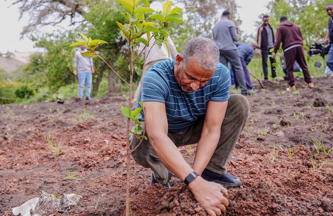 BerhanuTsegaye's tweet photo. ክቡር የውጭ ጉዳይ ሚኒስትርን፣ የጎረቤት አገራት አምባሳደሮችን፣ ሁሉንም የመ /ቤታችንና ተጠሪ ተቋማት የሥራ ኃላፊዎችንና ባልደረቦችን ያሳተፈ ስኬታማ የችግኝ ተከላ መርሃ-ግብር ዛሬ ሀምሌ 25 ቀን 2018 ዓ.ም በቢሾፍቱ አካሂደናል። የዘንድሮውን የችግኝ ተከላ መርሃ-ግብር ልዩ የሚያደርገው ሙሉ በሙሉ ፍራፍሬዎችና ምግብ ነክ የሆኑ ችግኞች ላይ ትኩረት ማድረጉ ሲሆን በዕለቱም 4063 (አራት ሺህ ስልሳ ሶስት) የአቮካዶ፣ ዘይቱን፣ ብርቱካን እና ሮማን የመሳሰሉ ጠቃሚ የችግኝ ዓይነቶች ተተክለዋል። የተከናወነው የችግኝ ተከላ መርሃ-ግብር አካባቢን ከአየር ንብረት ለውጥ ከመጠበቅ ባለፈ፣ በሂደት ለሃገራችን የምግብ ዋስትና መረጋገጥ የራሱን አስተዋጽኦ ያበረክታል።   

ከዚህም በተጨማሪ አገራችን በ2020 ዓ.ም የመጀመሪያ ወራት በምታስተናግደው 32ኛው የዓለም አየር ንብረት ለውጥ ጉባዔ (COP32) ላይ ለመሳተፍ ወደ አገራችን ለሚመጡ ከፍተኛ ቁጥር ያላቸው የውጭ እንደግዶች ቢሾፍቱ ከተማ ተጨማሪ ማረፊያ ሆና የምታገለግል በመሆኗ የተከናወነው የችግኝ ተከላ ከተማዋንና ዋና ዋና መተላለፊያ መንገዶቿን ጽዱ፣ አረንጓዴና ማራኪ በማድረግ የሃገራችንን መልካም ገጽታ በዲፕሎማሲው መድረክ ይበልጥ ከፍ ለማድረግ ከፍተኛ ሚና ይኖረዋል።

I had the honor of joining our Honorable Minister, alongside esteemed Ambassadors from neighboring countries and our dedicated leadership and staff from MoFA and its affiliated institutions, for this year’s Green Legacy campaign today in Bishoftu, where we successfully planted 4,063 (four thousand sixty-three) seedlings, today, the 1st of August 2026. This year’s initiative stands out for its exclusive focus on agroforestry and food security, featuring nutrient-rich fruit varieties such as avocado, guava, orange, and pomegranate. This strategic initiative goes beyond combating climate change; it directly strengthens our nation's agricultural sovereignty and contributes significantly to long-term food security. 

Additionally, this campaign plays a vital role in preparing Ethiopia to host the prestigious 32nd UN Climate Change Conference (COP32). As Bishoftu serves as a key hospitality hub for the anticipated influx of international delegates and dignitaries, this planting drive transforms the city and its main transit corridors into clean, green, and visually stunning spaces, thereby promoting Ethiopia's positive image throughout the climate conference.
