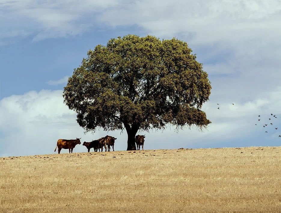 LucianoWrial's tweet photo. El Alentejo acaso sea una de las últimas reservas espirituales y estéticas de Europa. https://t.co/ZL82U4Xbyy