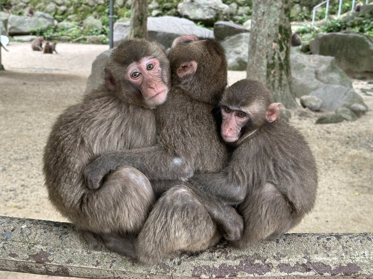 さる　2点おまとめ 致死量の猿が居る景色を時々思い出している。 #高崎山自然動物園