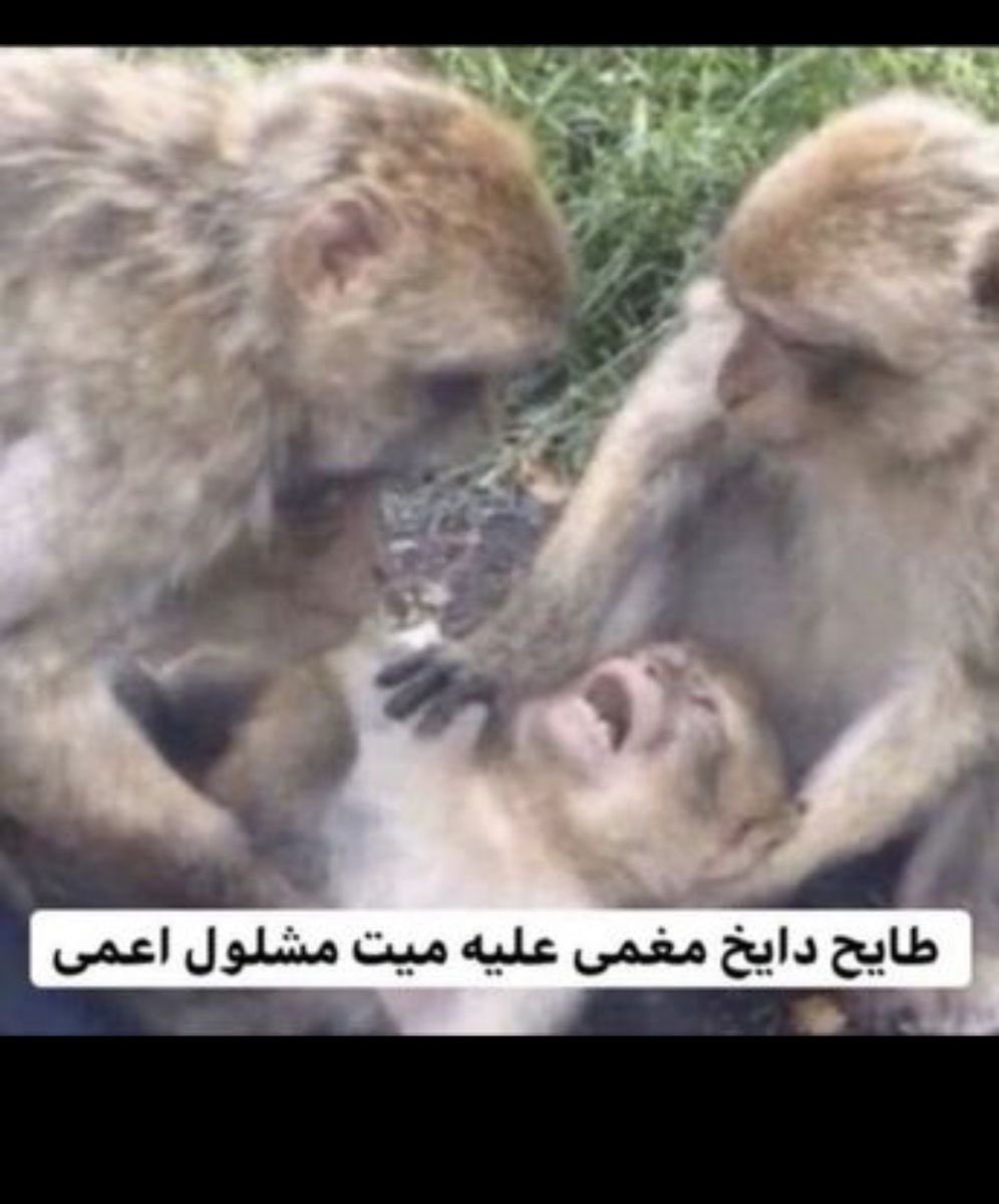 beesh6B's tweet photo. قلت ببدا دايت 
حاليا ليا سته ساعات مو ماكلة جتني دوخه مو طبيعية وميته من الجوع حسبياللهونعمالوكيل https://t.co/GNVd0Sn70l