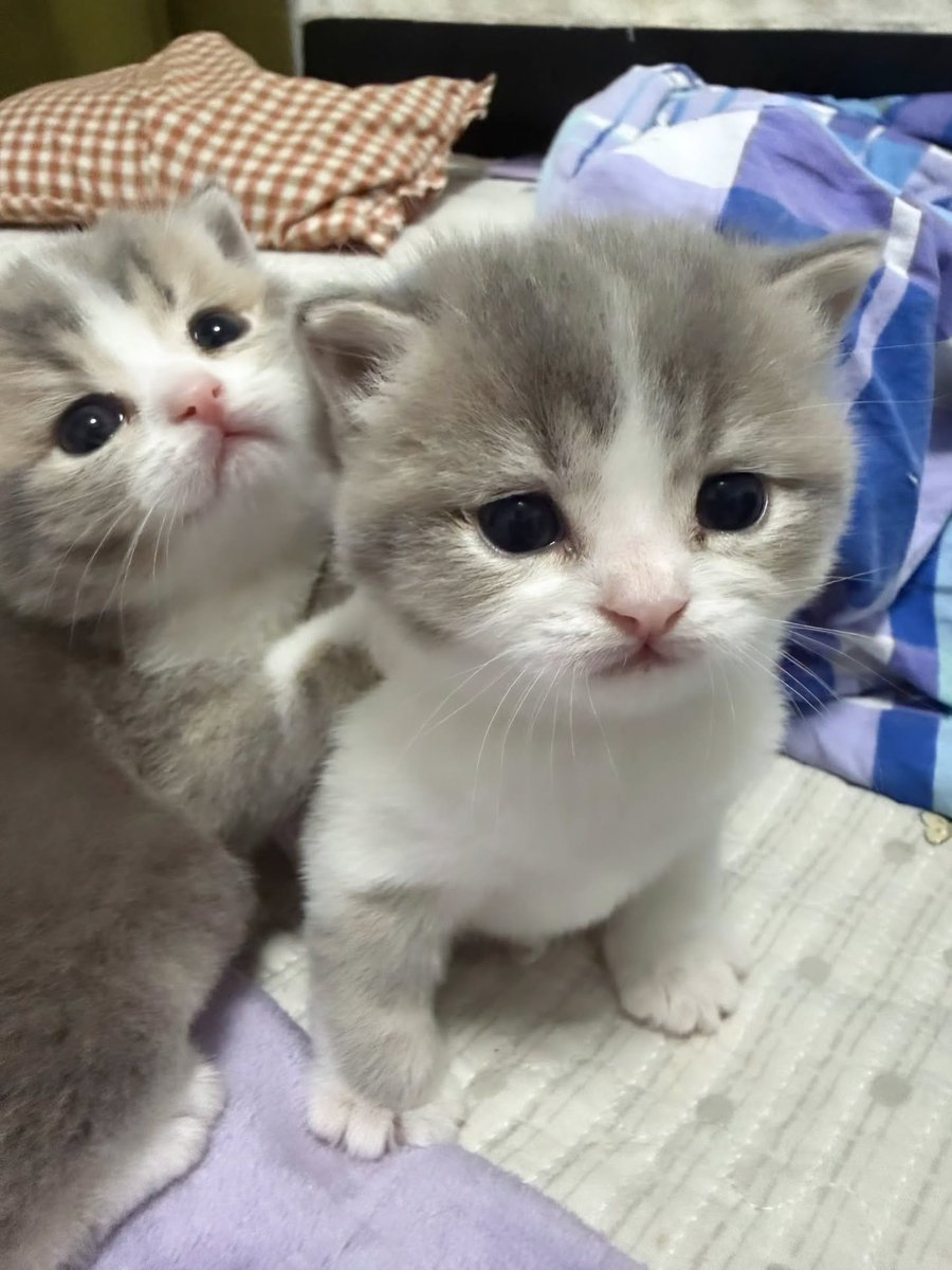 Catslover790's tweet photo. Cuties 😍 https://t.co/AXptX4yR07