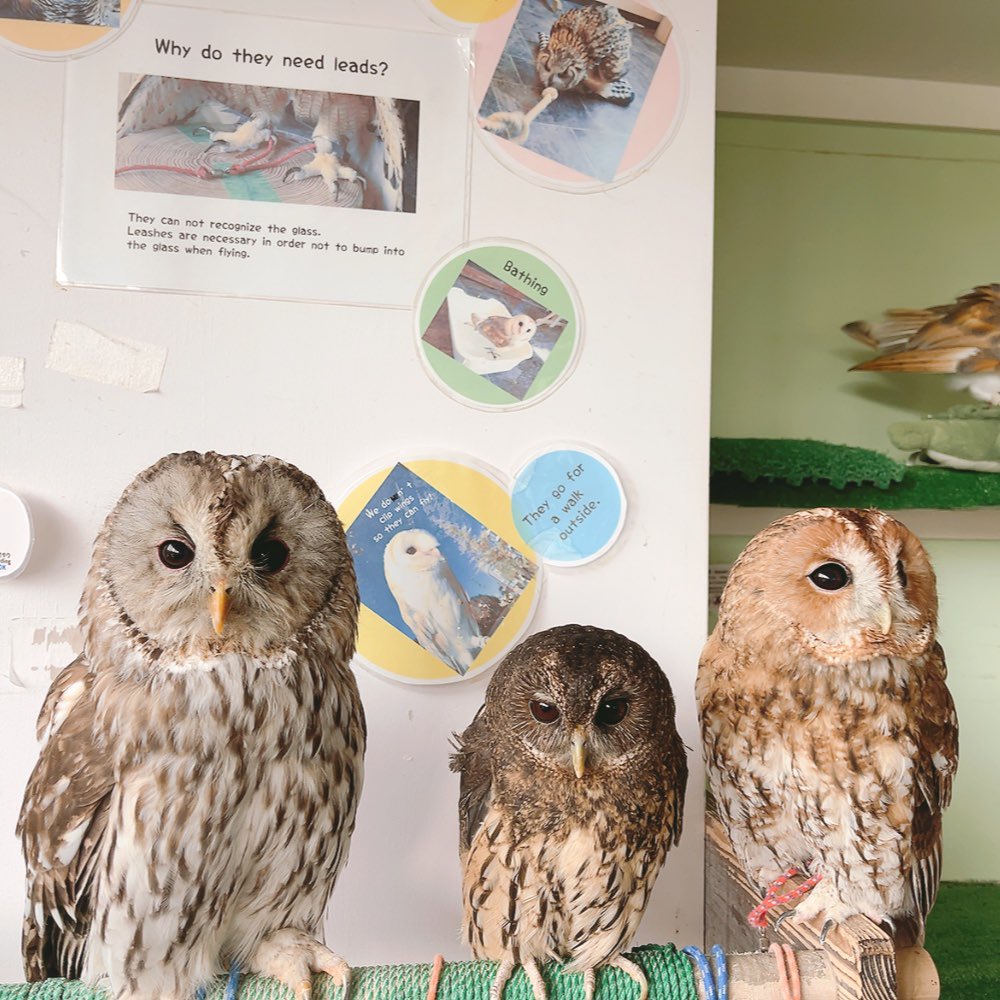 原宿店】 今日も1日お疲れ様でした🦉✨ 夏休みらしくとっても賑やかな
