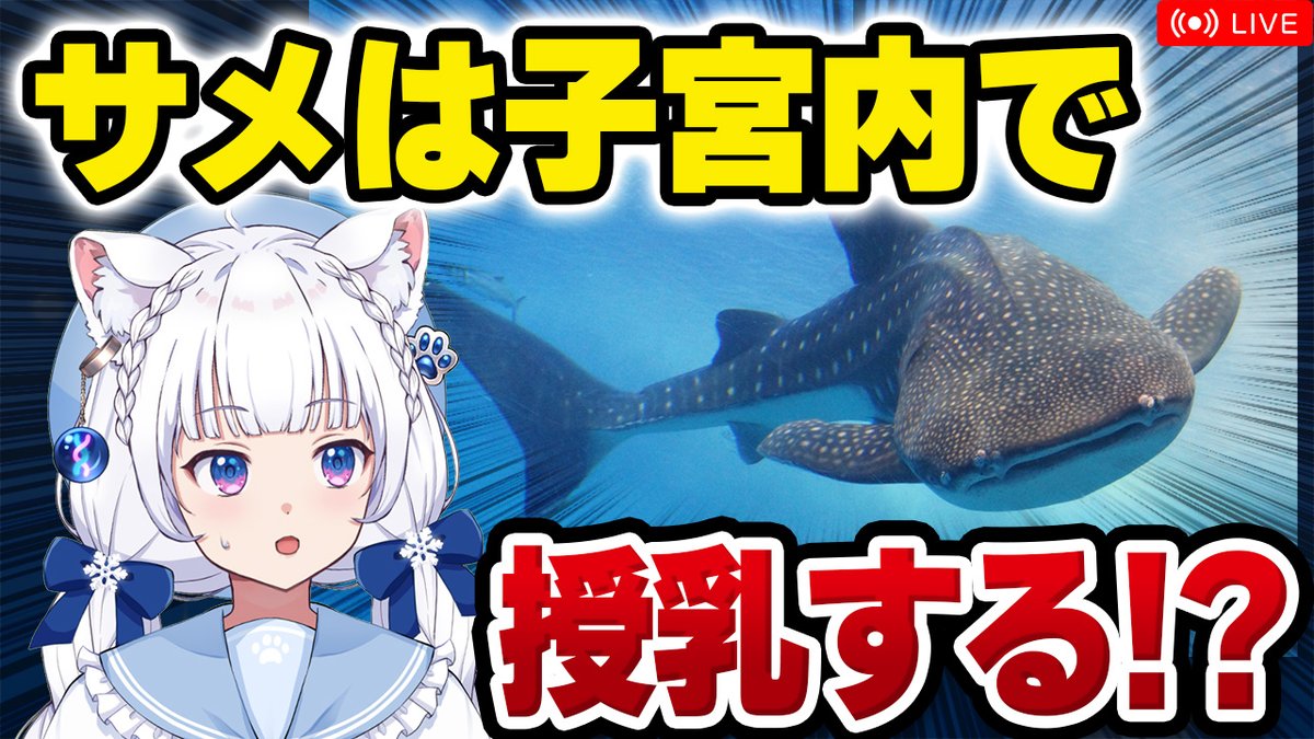 kitagunikokona's tweet photo. 🦈サメは子宮内でミルクをあげる!?🦈
￣￣￣￣￣￣￣￣￣￣￣￣￣￣￣￣￣￣
こんここな～！🦊
今夜の動物雑学配信のお知らせです！

　🧬時間: 本日21時～　動物雑学配信ch
　🧬内容: おもしろサメの生態の話

サメの仲間、多様すぎて変なヤツが沢山います…！

特に繁殖形態が変わっていて、よく知られている「卵胎生」とは異なっているような話も沢山あるんです。
ジンベエザメ、ホホジロザメ、ミツクリザメなど、有名なサメも実は変な特徴をたくさん持っていたり！？

今日は「サメのおもしろい生態」について、獣医が解説していきます！！
興味のある方はぜひ遊びにきてください～！！🥳✨

https://t.co/gOi96p5xy4