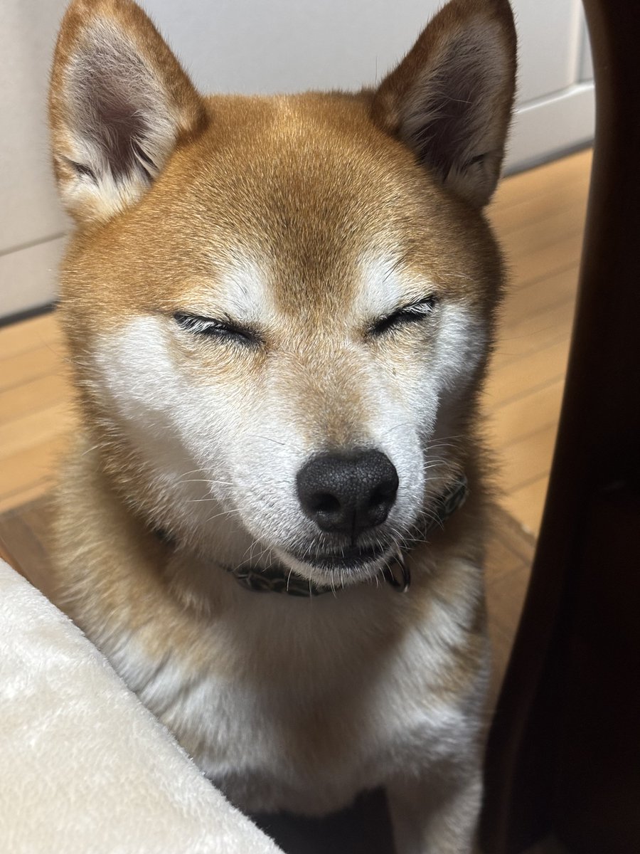 totchan1's tweet photo. 納豆待ち？
ねむ〜い💤
#柴犬 #赤柴 #納豆大好き https://t.co/vNVc29pKdy