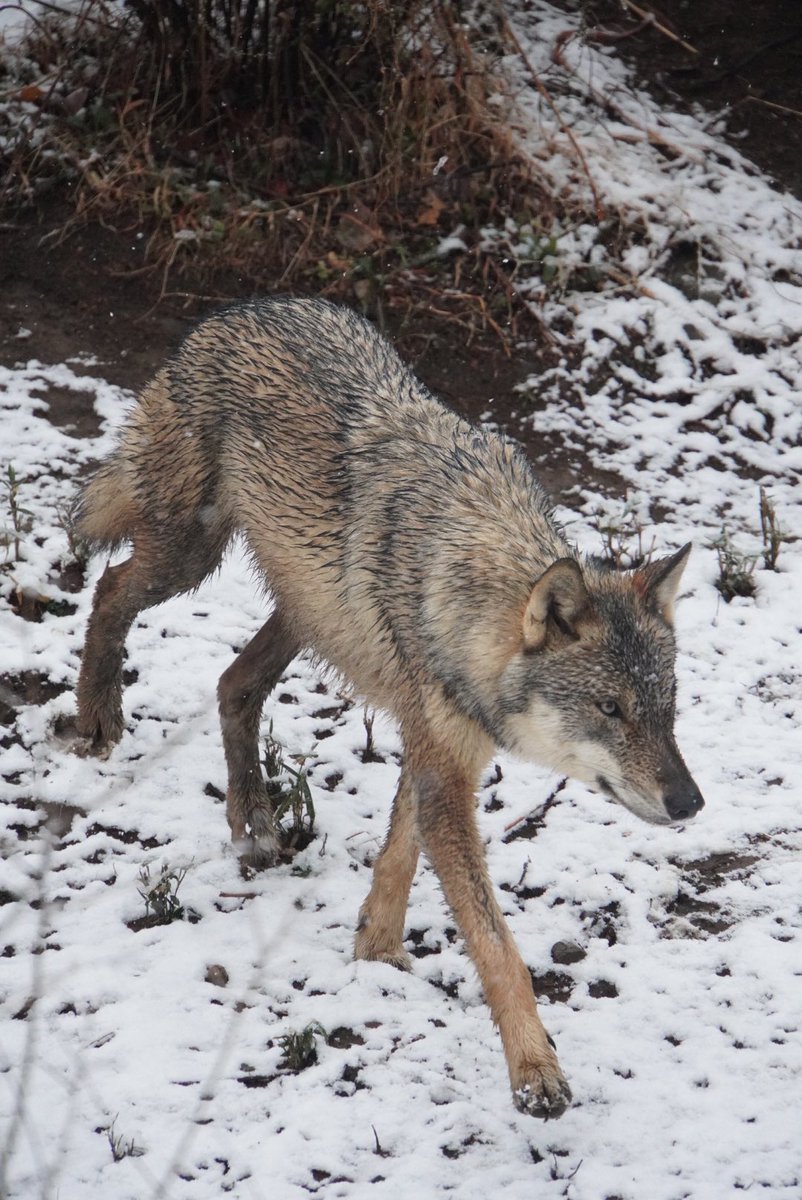 a__020710's tweet photo. 2025 0303
スイ🐺
#多摩動物公園
#タイリクオオカミ https://t.co/CxLbqVYTZl