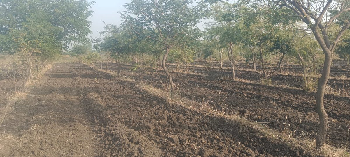 SwatiRaikwar6's tweet photo. Want to start planting trees. Dont plant just 1 kind of tree, as  mono-culture is very bad, and reduces yield, highly prone to diseases..  Mix and match atleast 100 other trees.. Get all local fruit trees (in  mandsaur it usually cost 20-30Rs/tree). Dont go for hybrid variety https://t.co/GfvOEMbpGd