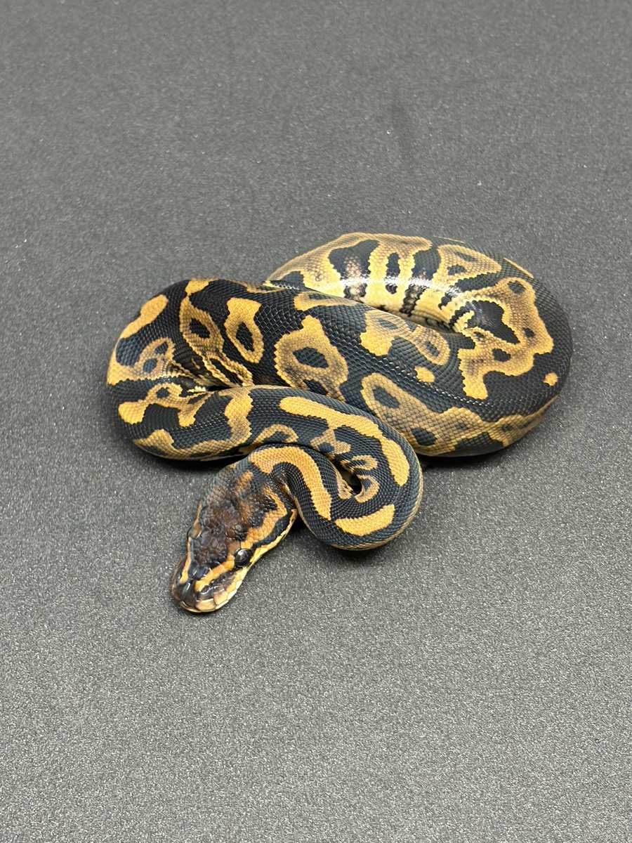python_bard's tweet photo. leopard het clown pos wookie

Wookie yb clown

bp ghi wookie het clown pos leopard

オール♀

#ボールパイソン https://t.co/kVSHBDmDik