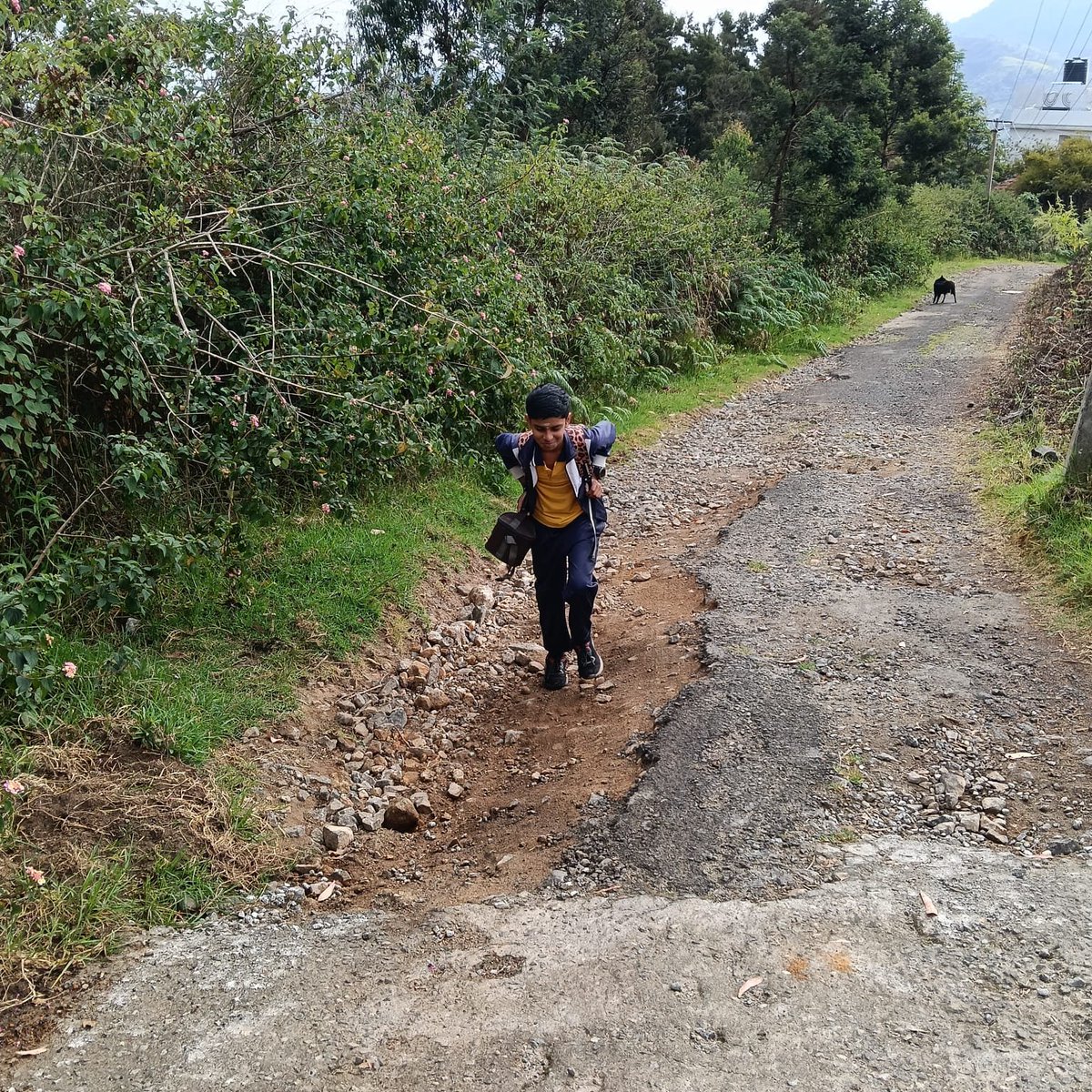 texvenky's tweet photo. Kodaikanal pilakavi Kurinji road
பள்ளி மாணவர்கள் மகளிர் தினமும் காயப்படுத்தி இரத்த களரி வாங்கும் road ஆக மாறி சுமார் 1.5 கிலோ மீட்டர் வரை கடந்த 8 ஆண்டு களுக்கு மேலாக பழுது அடைந்து இன்று பள்ளி குழந்தைகள் மகளிர் வேலைக்கு செல்வர் யாரும் நடக்க முடியாத நிலை ஏற்பட்டுள்ளது. 
தயவு செஞ்சு இதற்கு தீர்வு காண வேண்டும்